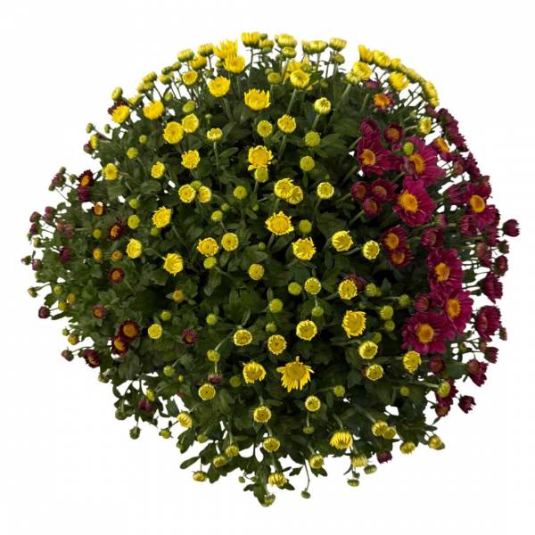 Chryzantéma Carnaval trio 20 cm